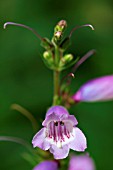 PENSTEMON STAPLEFORD GEM