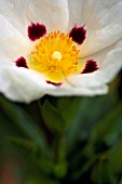 CISTUS X DANSEREAUI DECUMBENS