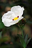 CISTUS X DANSEREAUI DECUMBENS