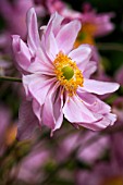 ANEMONE HUPEHENSIS VAR. JAPONICA