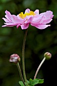 ANEMONE HUPEHENSIS VAR. JAPONICA