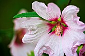 LAVATERA X CLEMENTII BARNSLEY