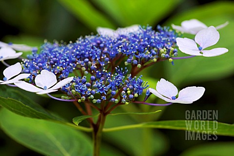 HYDRANGEA_ASPERA