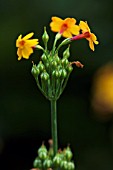 PRIMULA BULLEYANA CEPERLEY HYBRID