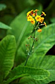 PRIMULA BULLEYANA CEPERLEY HYBRID