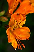 ALSTROEMERIA AUREA