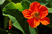 TROPAEOLUM MAJUS