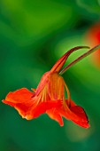 TROPAEOLUM MAJUS