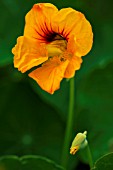 TROPAEOLUM MAJUS