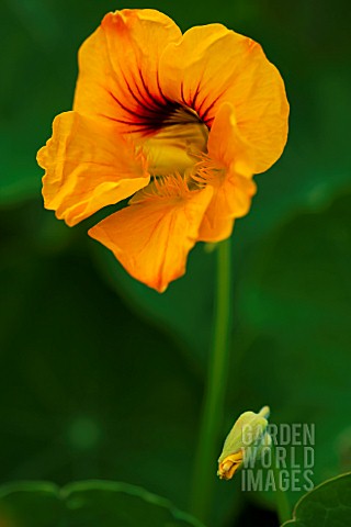 TROPAEOLUM_MAJUS