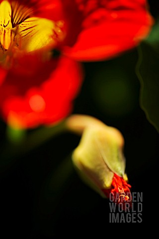 TROPAEOLUM_MAJUS