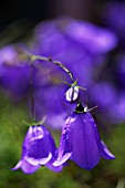 CAMPANULA ROTUNDIFOLIA JOTUNHEIMEN