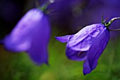 CAMPANULA ROTUNDIFOLIA JOTUNHEIMEN