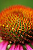 ECHINACEA PURPUREA