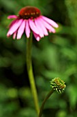 ECHINACEA PURPUREA