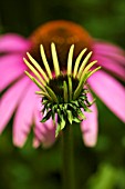 ECHINACEA PURPUREA