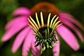 ECHINACEA PURPUREA