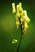 ACONITUM LYCOCTONUM SUBSP. VULPARIA