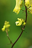 ACONITUM LYCOCTONUM SUBSP. VULPARIA