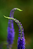 VERONICA LONGIFOLIA