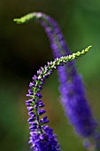 VERONICA LONGIFOLIA