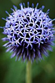 ECHINOPS RITRO TAPLOW BLUE