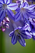 AGAPANTHUS CAMPANULATUS ISIS