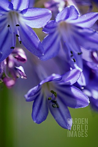 AGAPANTHUS_CAMPANULATUS_ISIS