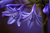 AGAPANTHUS CAMPANULATUS ISIS