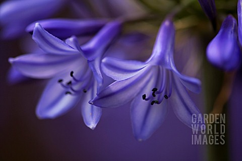 AGAPANTHUS_CAMPANULATUS_ISIS