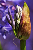 AGAPANTHUS CAMPANULATUS ISIS