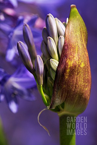 AGAPANTHUS_CAMPANULATUS_ISIS