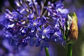 AGAPANTHUS CAMPANULATUS ISIS