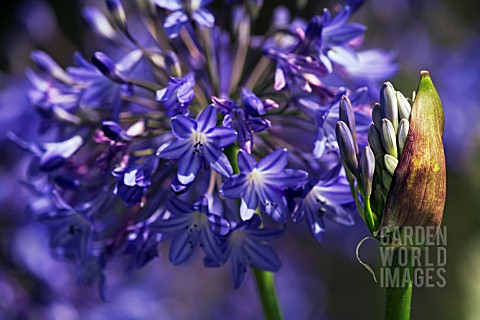 AGAPANTHUS_CAMPANULATUS_ISIS