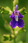 SALVIA CANDELBRUM