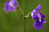 SALVIA CANDELBRUM