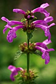 STACHYS MACRANTHA SUPERBA