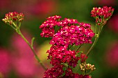 ACHILLEA MILLEFOLIUM CERISE QUEEN