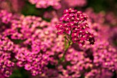 ACHILLEA MILLEFOLIUM CERISE QUEEN