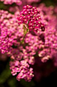 ACHILLEA MILLEFOLIUM CERISE QUEEN