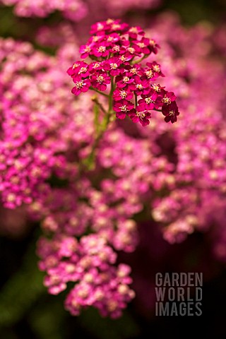 ACHILLEA_MILLEFOLIUM_CERISE_QUEEN