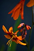 CROCOSMIA X LATIFOLIA