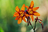 CROCOSMIA X LATIFOLIA