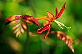 CROCOSMIA X LATIFOLIA