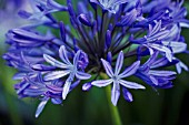 AGAPANTHUS PRAECOX GIGANTEUS