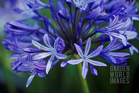 AGAPANTHUS_PRAECOX_GIGANTEUS