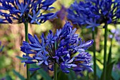 AGAPANTHUS PRAECOX GIGANTEUS