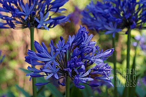 AGAPANTHUS_PRAECOX_GIGANTEUS