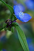 COMMELINA COELESTIS