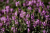 PHYSOSTEGIA VIRGINIANA SUMMER SPIRE